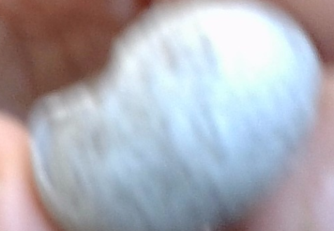 A picture of the egg